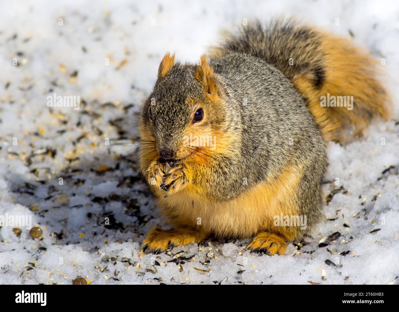 Das niedliche Fuchshörnchen (Sciurus niger) ernährt sich während eines Winters in Minnesota USA auf dem schneebedeckten Boden von Sonnenblumenkernen Stockfoto