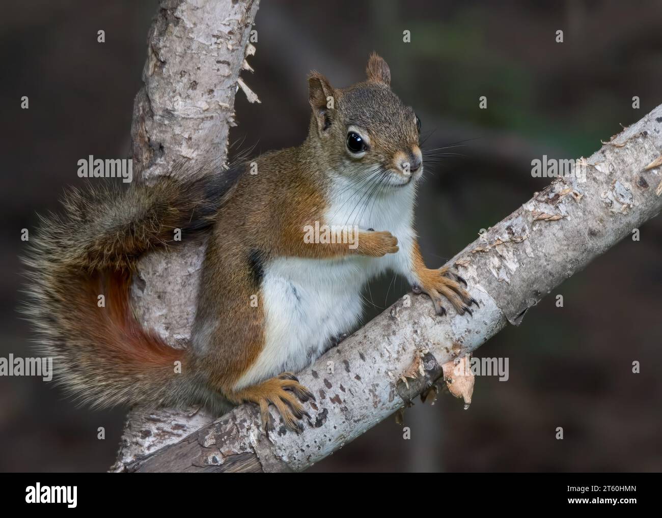 Niedliches Rotes Eichhörnchen (Sciurus vulgaris), das auf Ästen der Papierbirke im Chippewa National Forest im Norden von Minnesota, USA, sitzt Stockfoto
