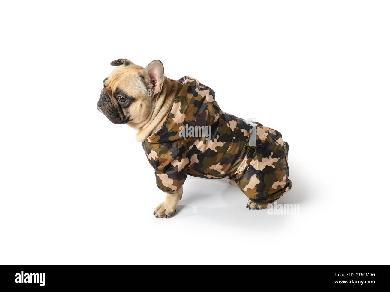 Süße französische Bulldogge im Regenmantel auf weißem Hintergrund Stockfoto
