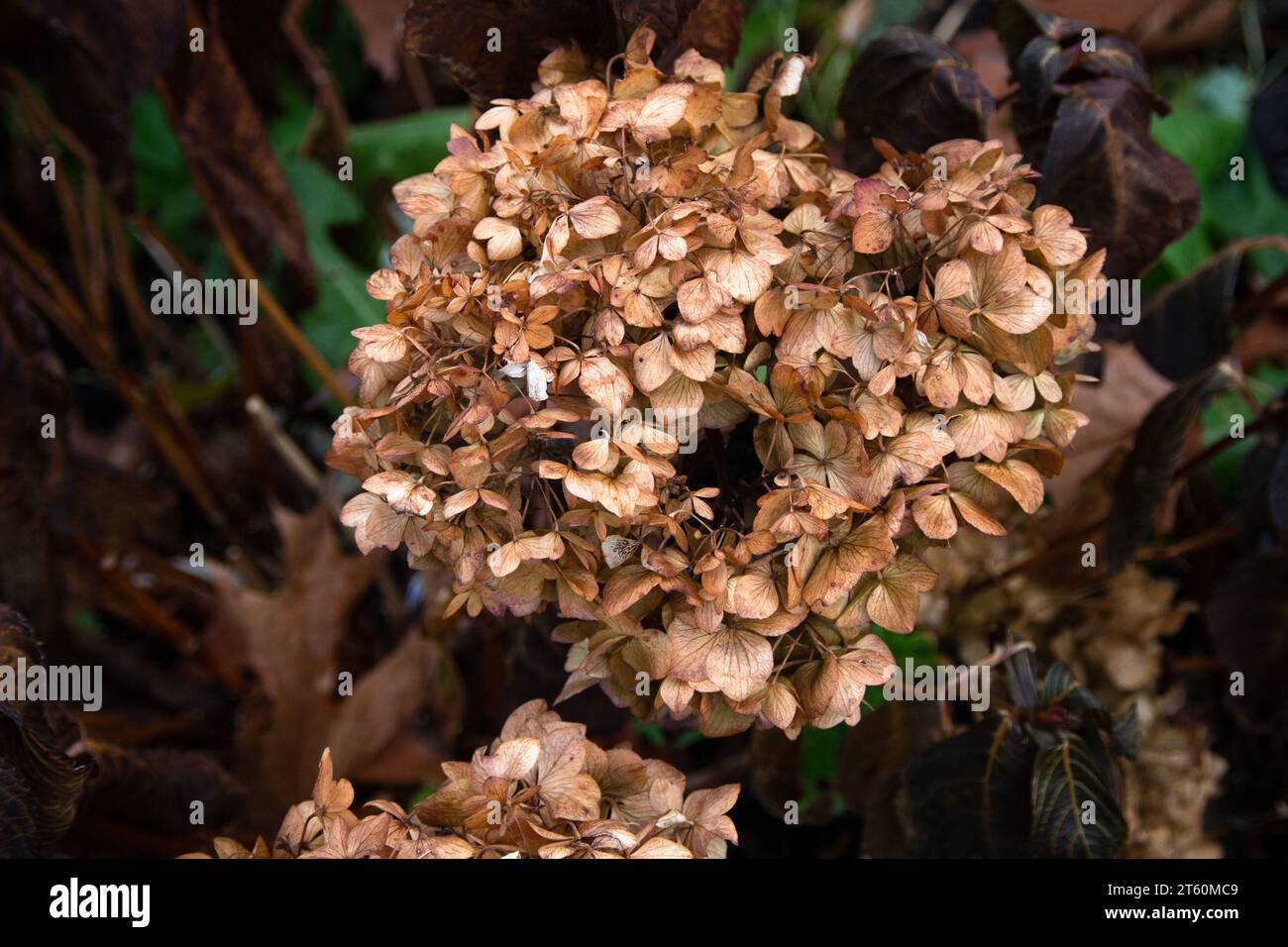 Die Hortensie blüht im Herbst. Stockfoto