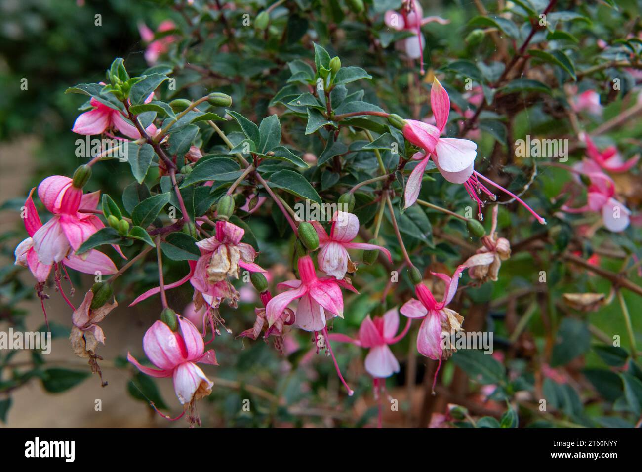 Fuchsia Stockfoto