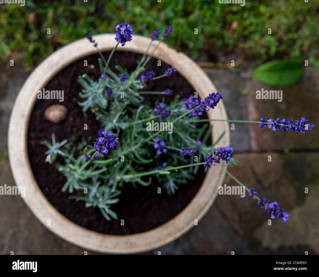 Lavendel Stockfoto