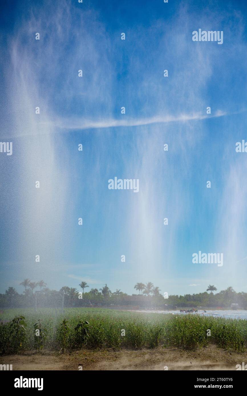 Wasser regnet auf landwirtschaftliche Nutzpflanzen Stockfoto
