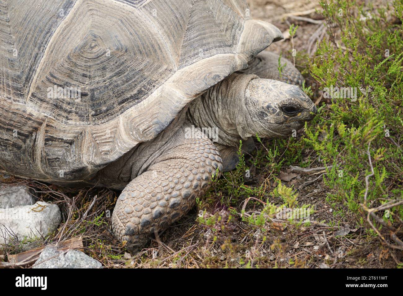 Aldabra Riesenschildkröte im Flå Bear Park Norwegen Stockfoto