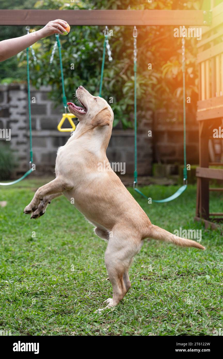 Labrador-Hund steht auf Hinterpfoten und versucht, Spielzeug auf verschwommenem Gartenhintergrund zu fangen Stockfoto