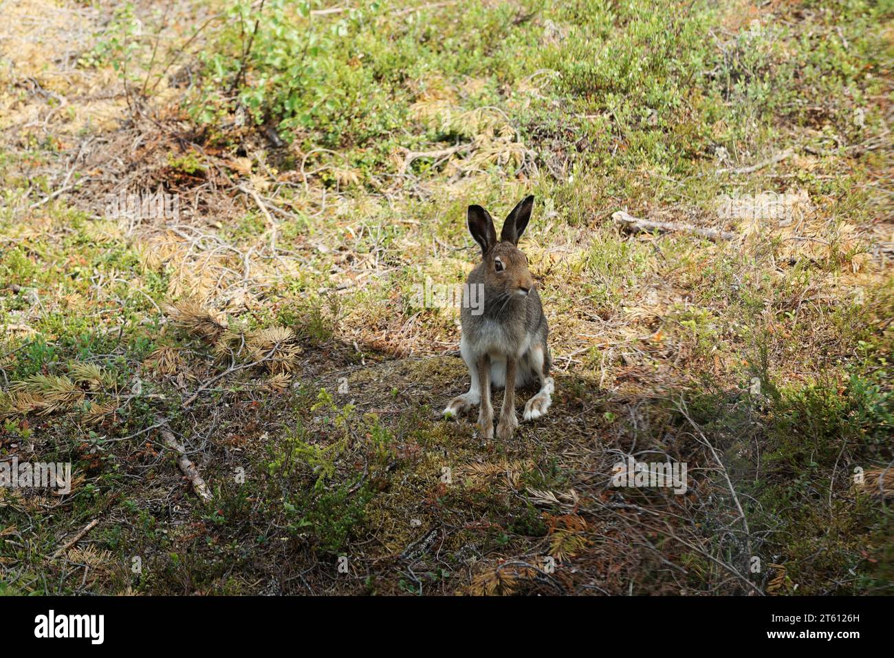 True Hase in einem Berggebiet in Norwegen im Sommer Stockfoto