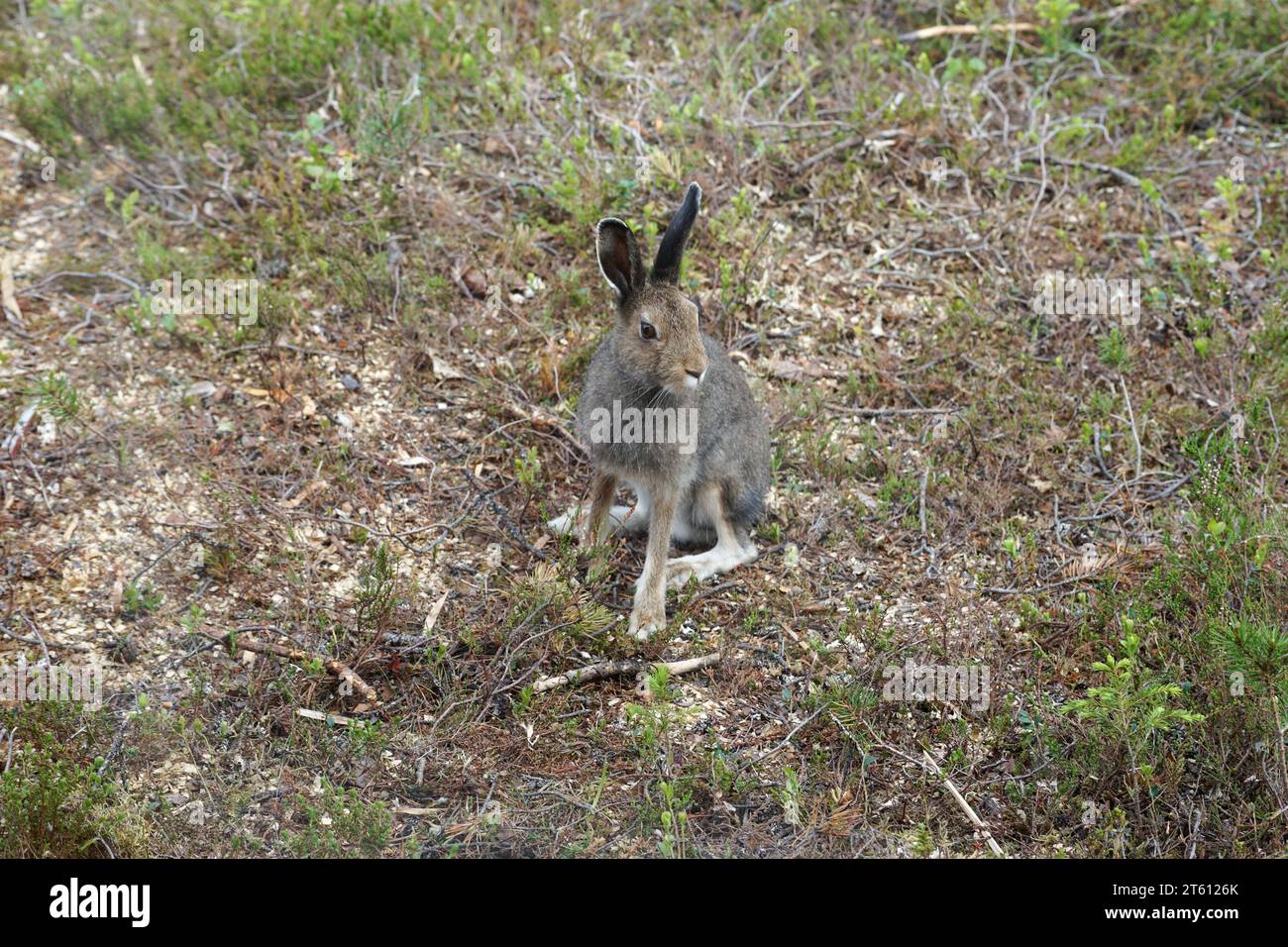 True Hase in einem Berggebiet in Norwegen im Sommer Stockfoto
