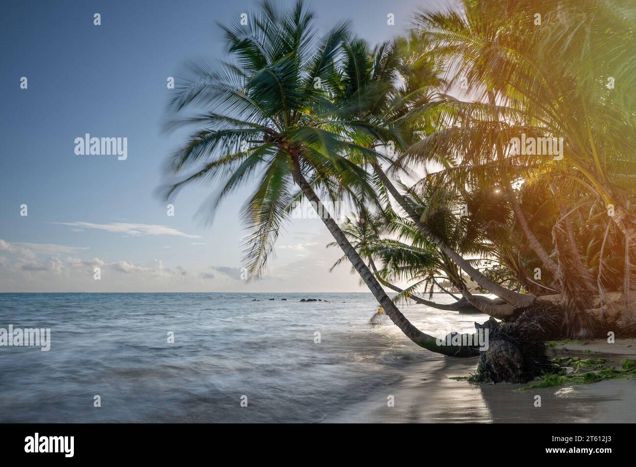Naturhintergrund im tropischen Hintergrund. Palme in sonnigem Licht Stockfoto