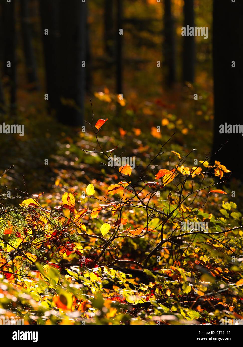 Herbstsonnenlicht beleuchtet farbenfrohe rote und gelbe Blätter auf dem Waldboden in einem dunklen Wald Stockfoto