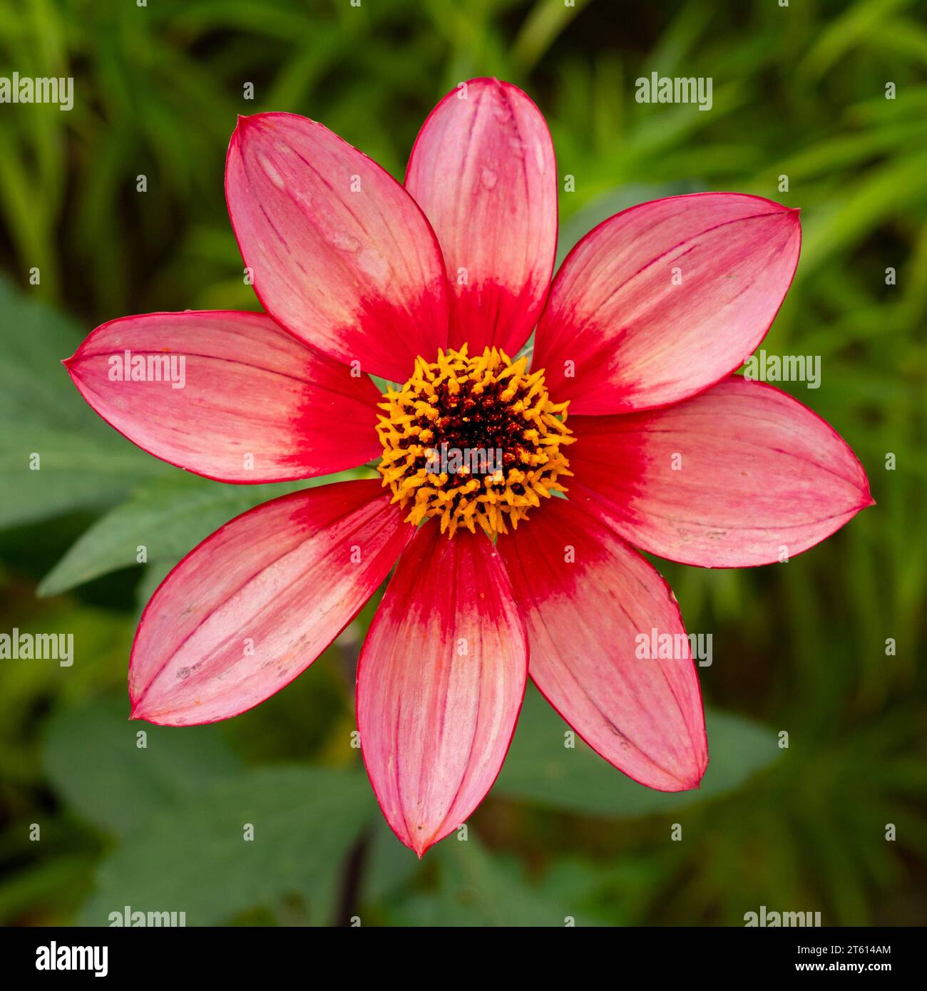 Nahaufnahme einer einzelnen rosa Dahlienblume, Varietät Lou Farman Stockfoto