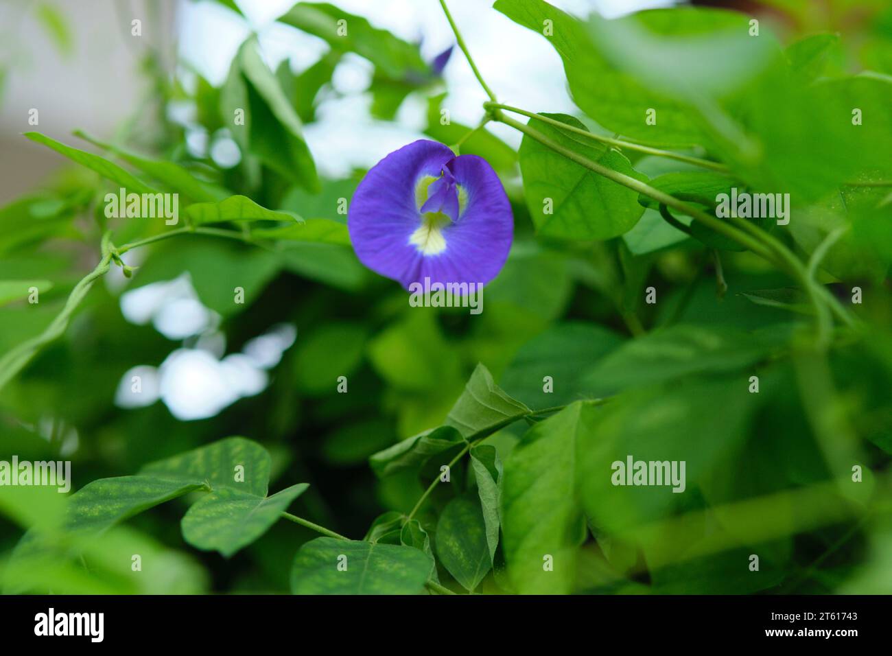 Blue Pea oder Kembang Telang ist eine Pflanzenart aus Ternate, Indonesien. Stockfoto