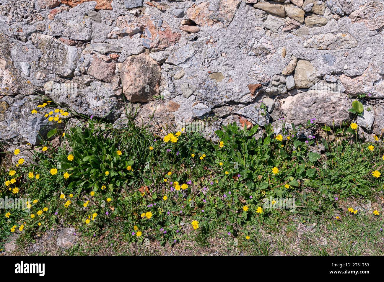 Wilde Pflanzen der Mariendistel (Sonchus oleraceus) mit gelben Blüten und mediterraner Storchschnabel (Erodium malacoides) mit winzigen rosa Blüten, Italien Stockfoto