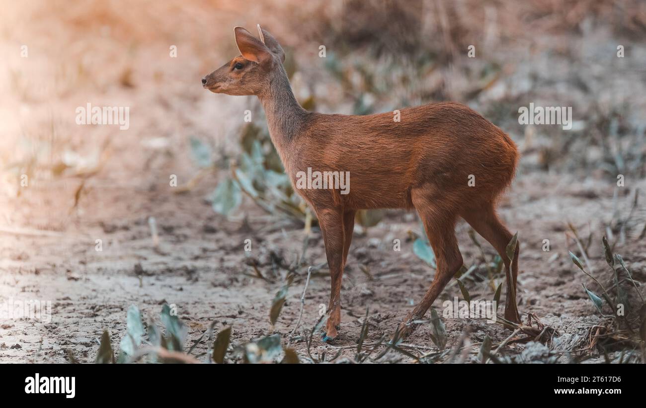 Gray Brocket, Mazama gouazoubira, Mato Grosso, Brasilien Stockfoto