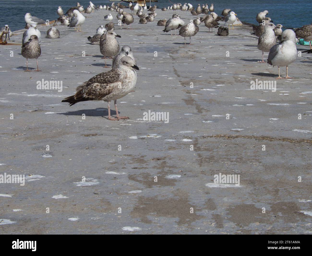 Große Gruppe von Möwen auf einer schwimmenden Plattform am Fluss Arade in Portimão, Portugal. Stockfoto