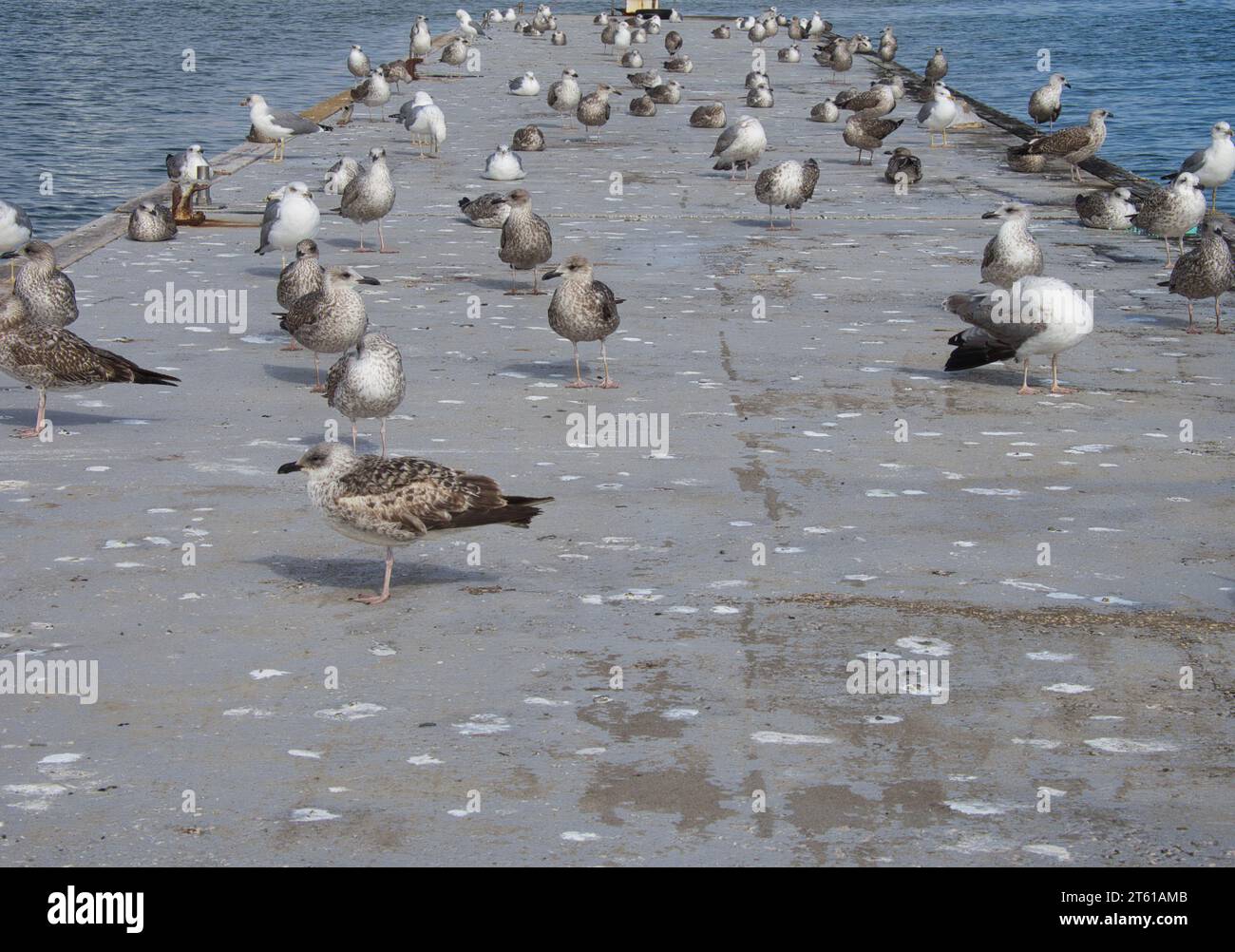 Große Gruppe von Möwen auf einer schwimmenden Plattform am Fluss Arade in Portimão, Portugal. Stockfoto