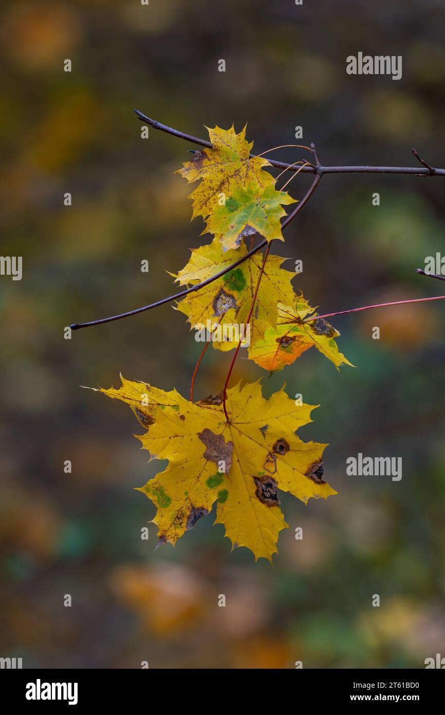 Ahornblätter auf einem Ast im Herbstwald. Herbst Hintergrund Stockfoto