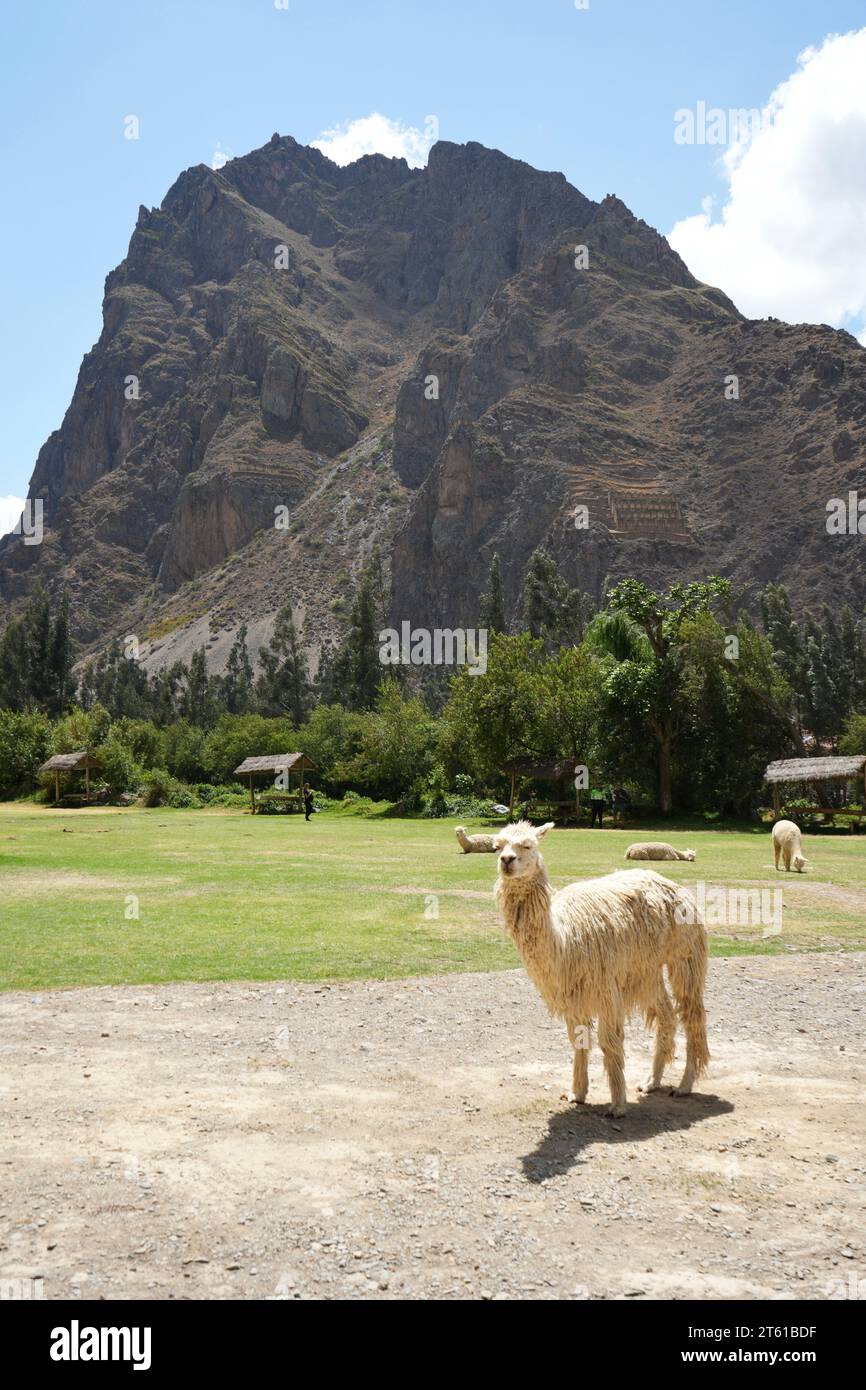 Alpakas im Ollantaytambo Sanctuary, historische Inka-Stätte. Ollantaytambo, Peru, 5. Oktober 2023. Stockfoto