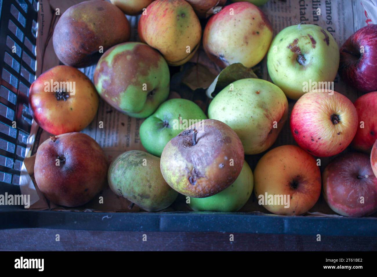 Viele Äpfel zusammen, nachdem sie in meinem Obstgarten gepflückt wurden Stockfoto