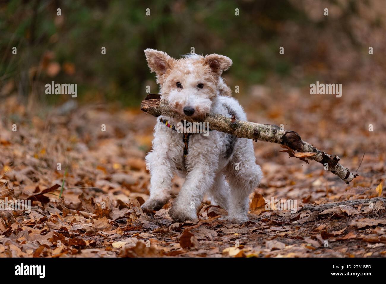 Airedale Terrier Welpe spielt mit einem Stock in einem Herbstpark Stockfoto