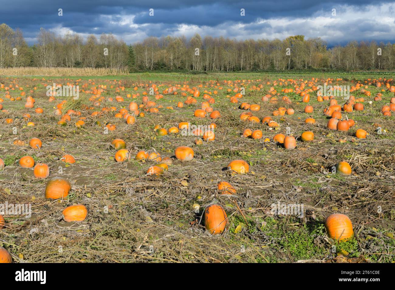 Ein Feld mit Reifen orangen Kürbissen am Ende der Wachstumsperiode auf dem Bauernhof, bereit für Halloween und amerikanische Thanksgiving Feiern Stockfoto