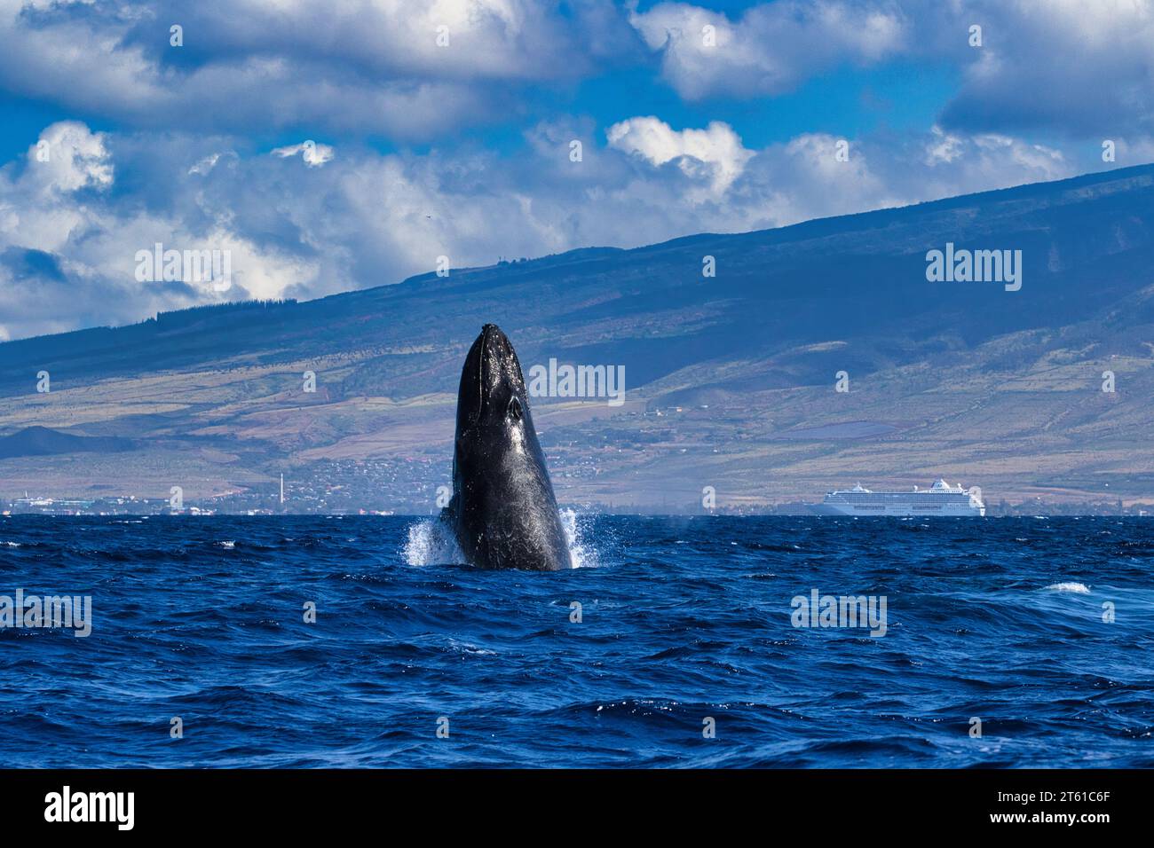 Energiegeladene junge Buckelwale, die auf Maui brechen. Stockfoto