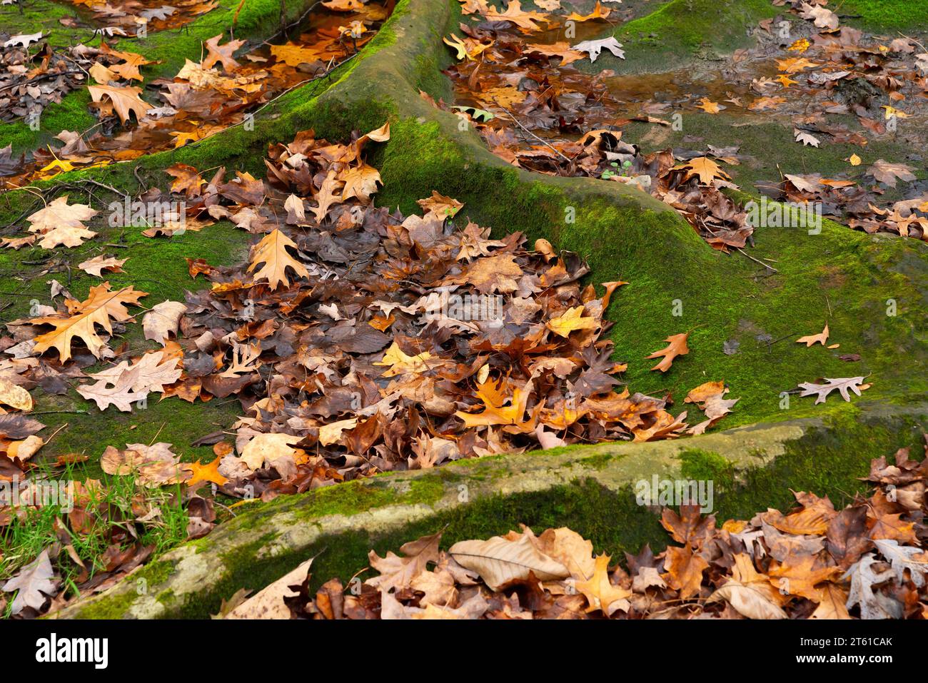 Bewölkter Herbstmorgen im Wald. LaSalle County, Illinois, USA. Stockfoto