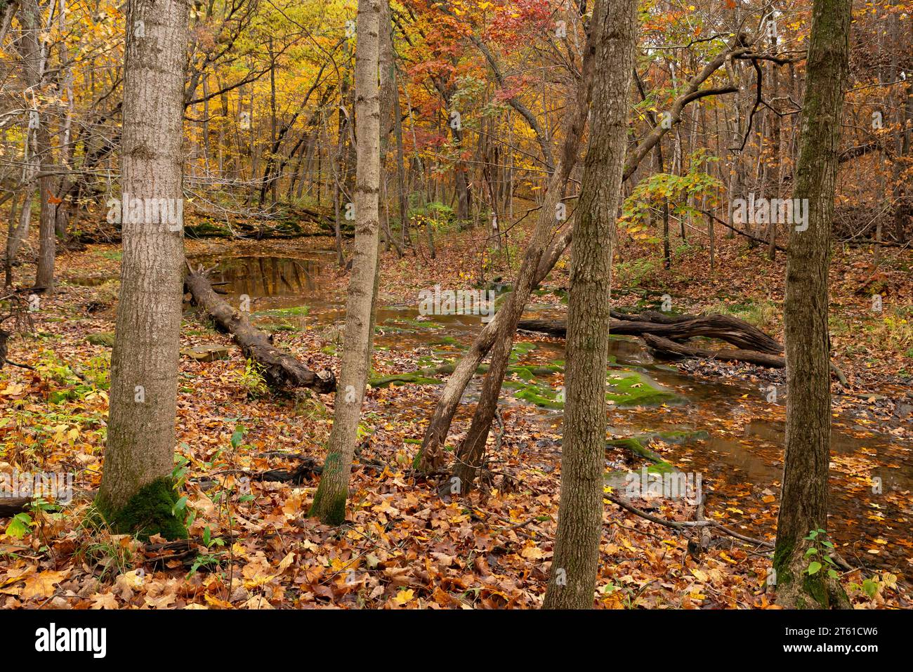 Bewölkter Herbstmorgen im Wald. LaSalle County, Illinois, USA. Stockfoto
