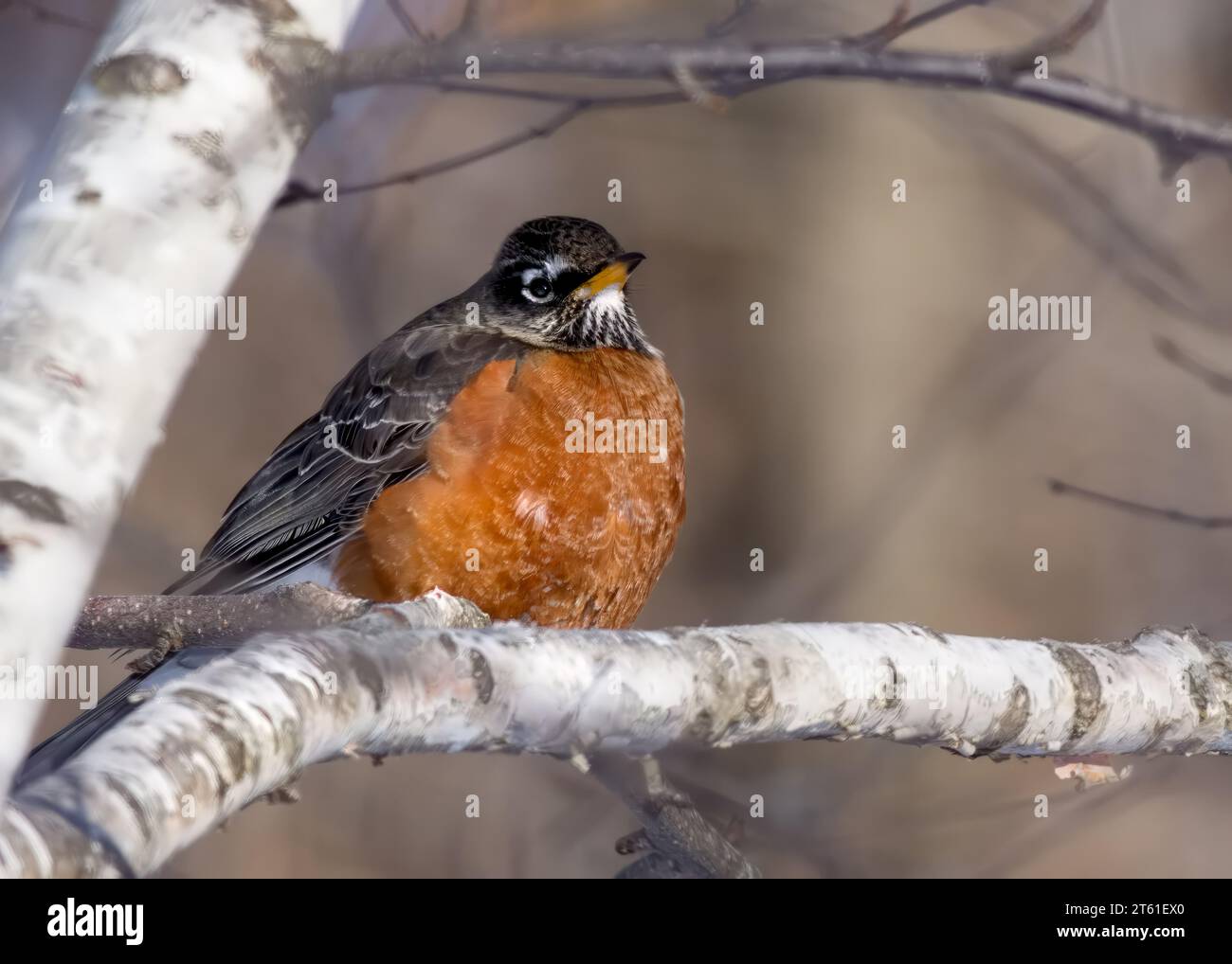 Der flauschige amerikanische Robin (Turdus migratorius) thront auf einem Birkenzweig im Chippewa National Forest im Norden von Minnesota, USA Stockfoto