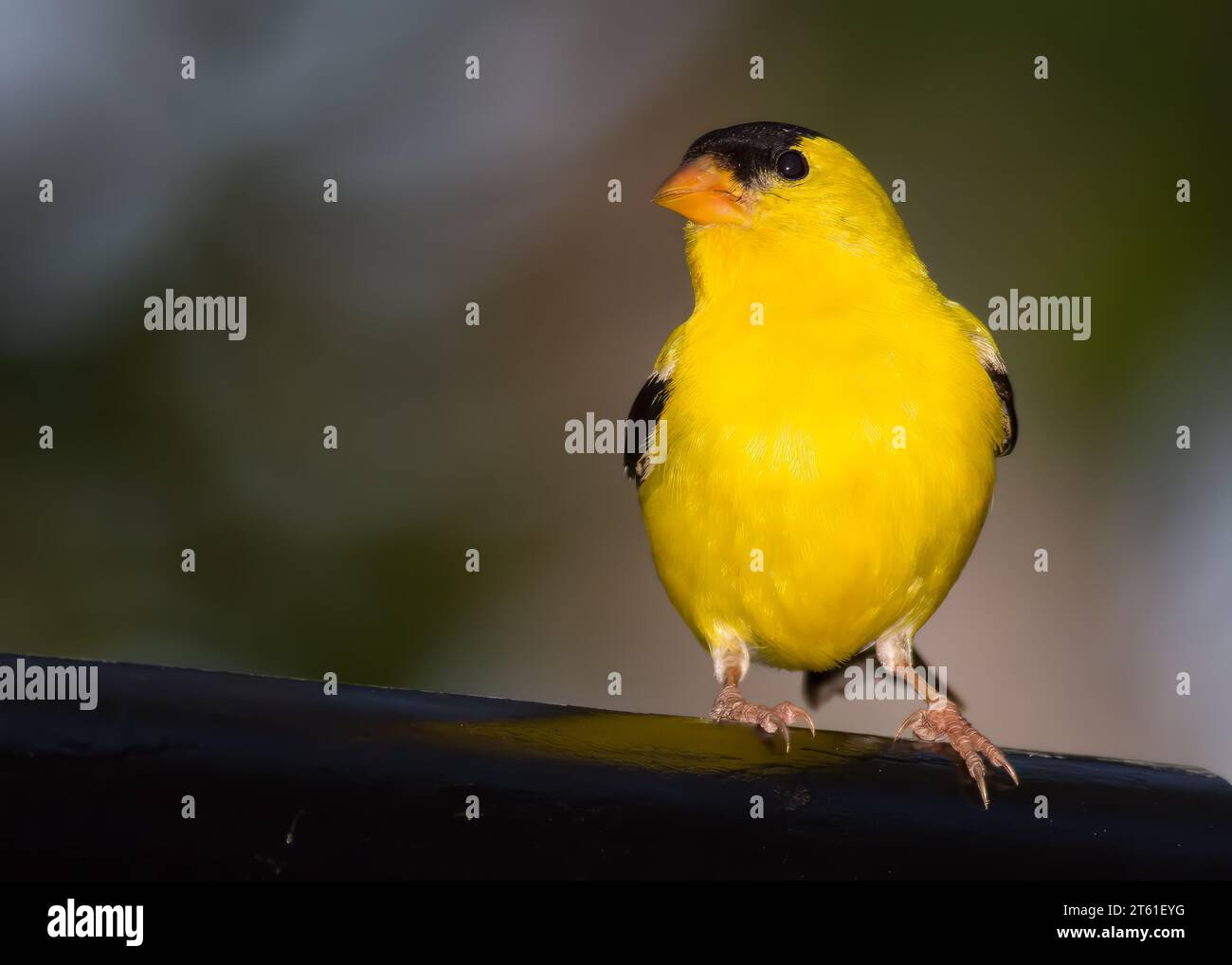 Hellgelber männlicher amerikanischer Goldfinch (Spinus tristis) in seinen hellen Paarungsfarben im Chippewa National Forest im Norden von Minnesota, USA Stockfoto