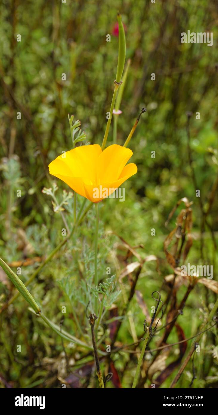 Nahaufnahme der gelben Blumen von Eschscholzia californica, auch bekannt als Californian Mohn, Sonnenlicht, Goldmohn, Pavot de Californie usw. Stockfoto