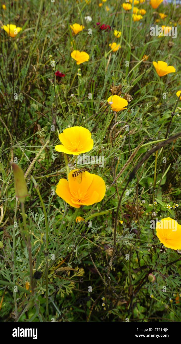 Nahaufnahme der gelben Blumen von Eschscholzia californica, auch bekannt als Californian Mohn, Sonnenlicht, Goldmohn, Pavot de Californie usw. Stockfoto