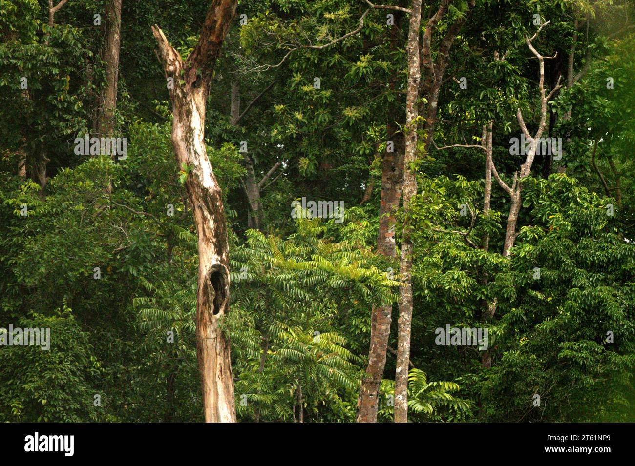 Blick auf Vegetation und Regenwaldlandschaft am Fuße des Mount Tangkoko und Dua Saudara (Duasudara) in Bitung, Nord-Sulawesi, Indonesien. Ein gesunder Regenwald ist wichtig, um den Klimawandel zu bekämpfen, so ein Bericht der Wildlife Conservation Society vom August 2023. "Tropische Wälder mit hoher Integrität werden schätzungsweise rund 3,6 Milliarden Tonnen CO2 pro Jahr (netto) aus der Atmosphäre entfernen und speichern", berichteten sie über PLOS. Daher spielen "tropische Wälder eine entscheidende Rolle bei der Unterstützung des menschlichen Wohlergehens, der Ernährungssicherheit und der Erhaltung der Artenvielfalt", fügte Laura Borma hinzu... Stockfoto
