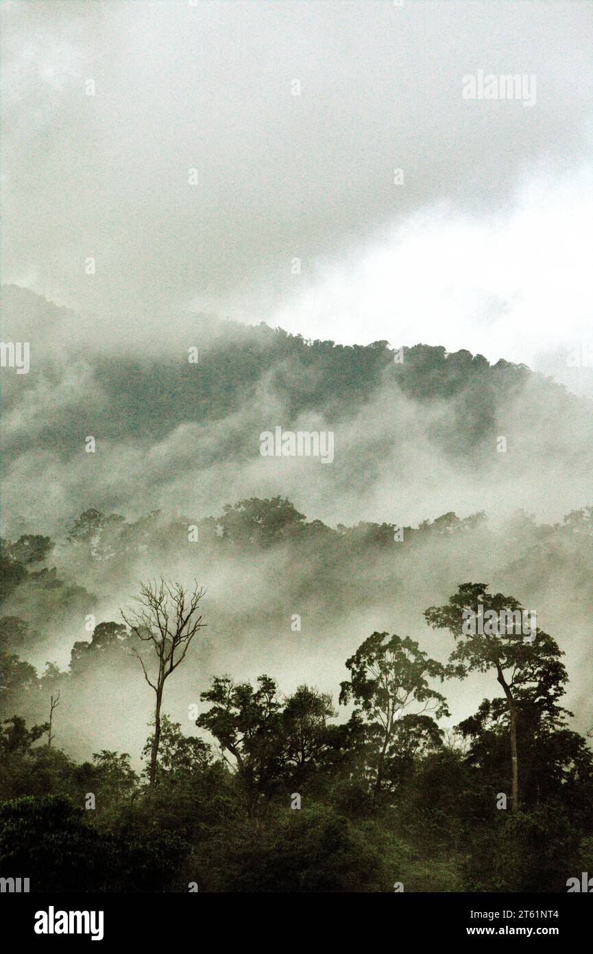 Blick auf Vegetation und Regenwaldlandschaft am Fuße des Mount Tangkoko und Dua Saudara (Duasudara) in Bitung, Nord-Sulawesi, Indonesien. Ein gesunder Regenwald ist wichtig, um den Klimawandel zu bekämpfen, so ein Bericht der Wildlife Conservation Society vom August 2023. "Tropische Wälder mit hoher Integrität werden schätzungsweise rund 3,6 Milliarden Tonnen CO2 pro Jahr (netto) aus der Atmosphäre entfernen und speichern", berichteten sie über PLOS. Daher spielen "tropische Wälder eine entscheidende Rolle bei der Unterstützung des menschlichen Wohlergehens, der Ernährungssicherheit und der Erhaltung der Artenvielfalt", fügte Laura Borma hinzu... Stockfoto