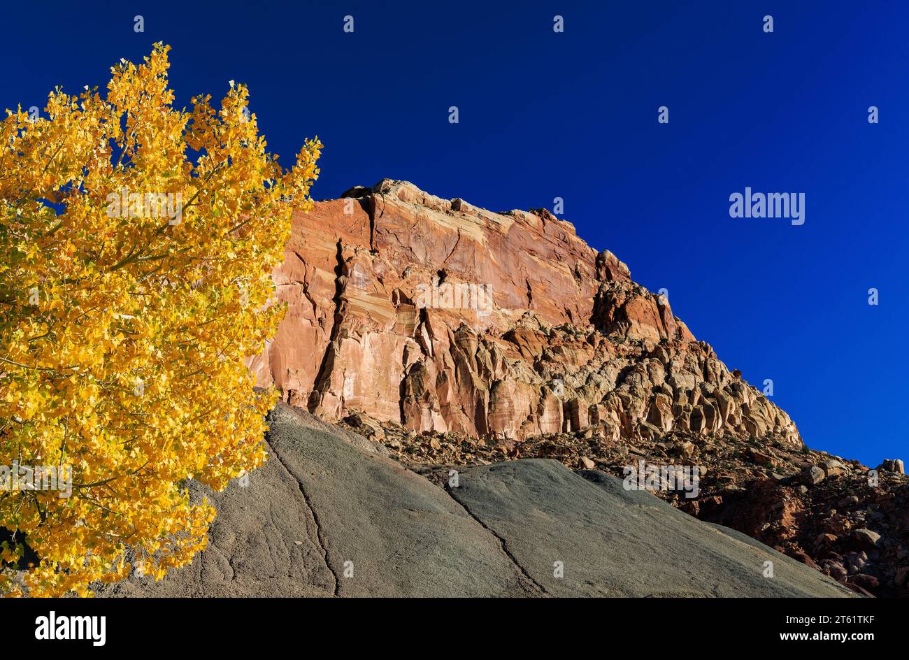 Eine große rote Felsenklippe und die leuchtend gelben Farben auf einem Fremont Cottonwood Tree (Populus fremonti) im Capitol Reef National Park, Utah, USA. Stockfoto