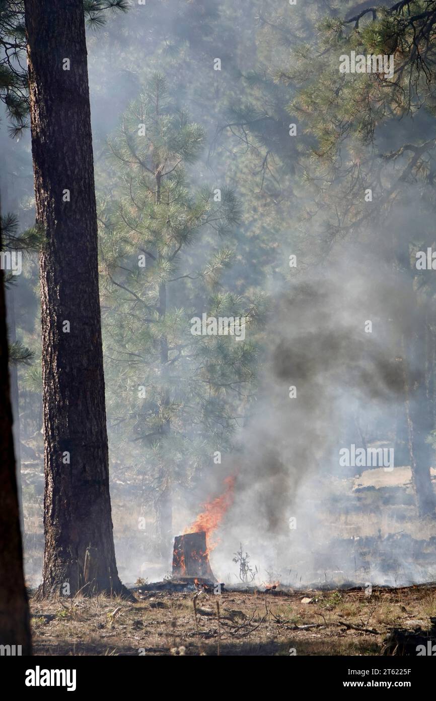 Ein Lauffeuer mit Rauch, der aber noch in einem Wald brennt. Stockfoto