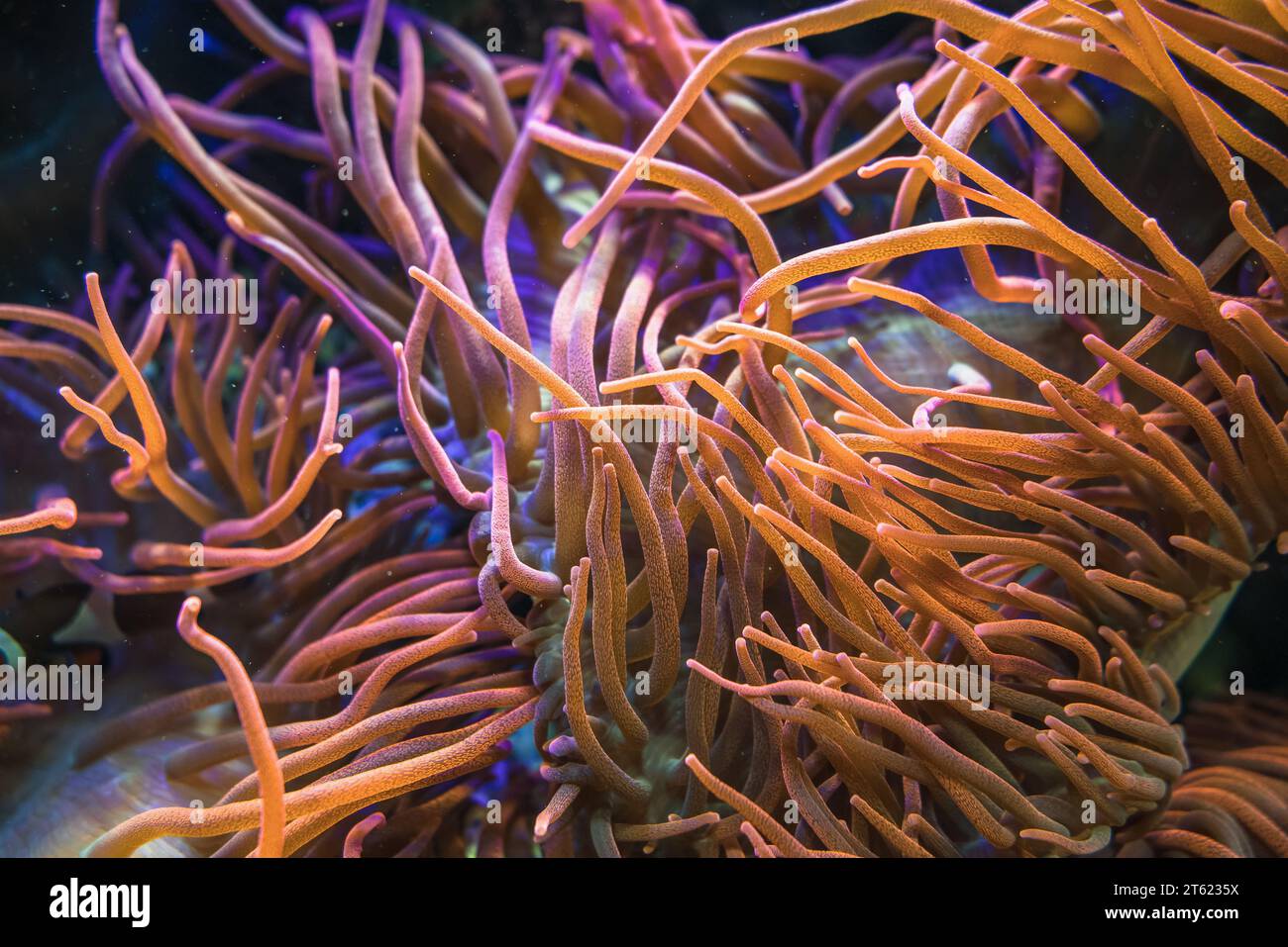 Schönheit der Unterwasserwelt Bubble Tip Anemone hell und bunt Stockfoto