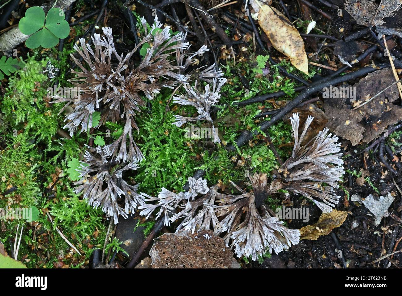 Thelephora penicillata, auch Phylacteria mollissima genannt, auch bekannt als Urchin earthfan, Wildpilz aus Finnland Stockfoto