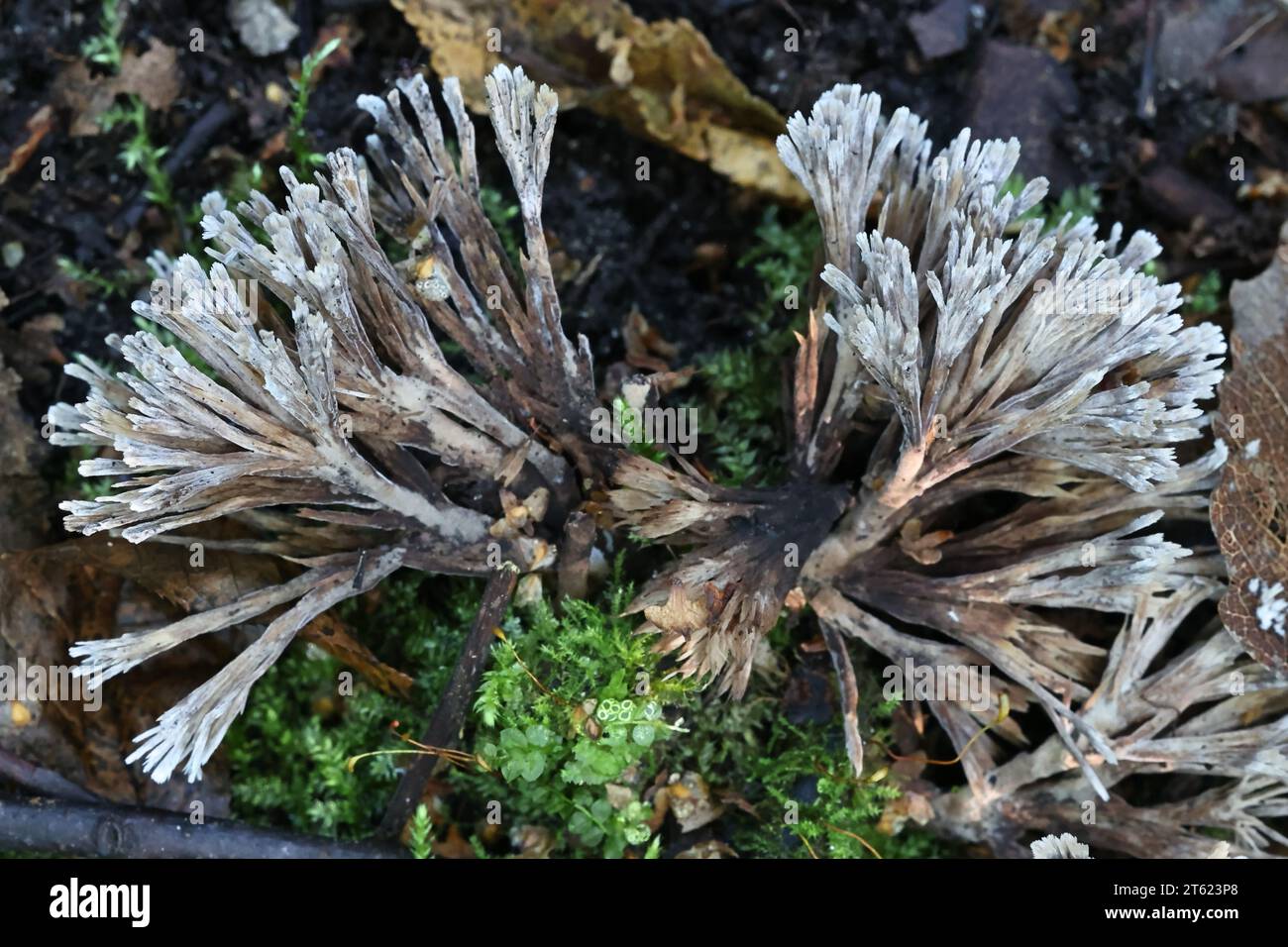 Thelephora penicillata, auch Phylacteria mollissima genannt, auch bekannt als Urchin earthfan, Wildpilz aus Finnland Stockfoto