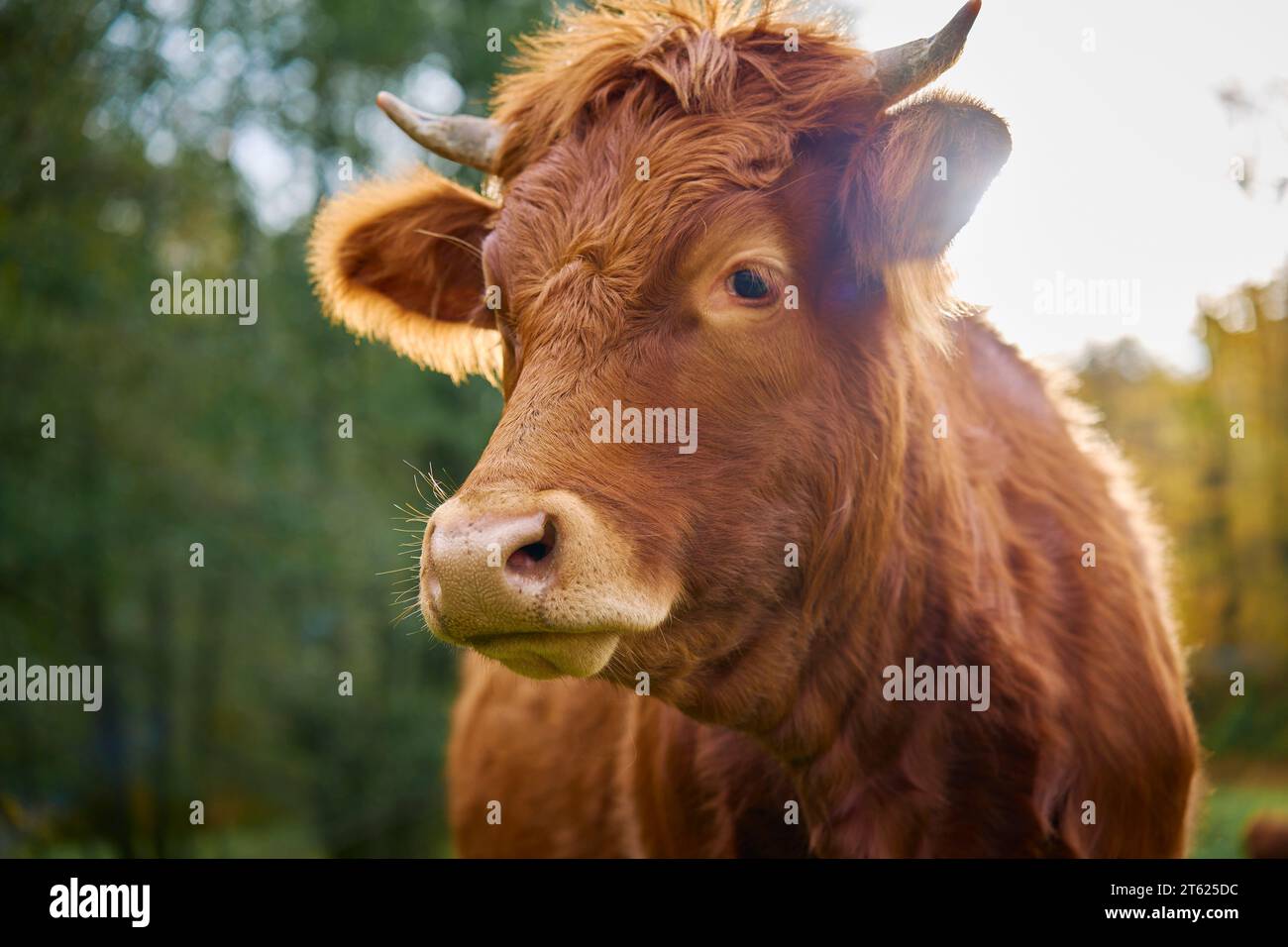 Braune Kuh weidet auf dem Feld. Jersey-Kuh isst grünes Gras auf der Weide. Rinderzucht. Milchproduktion auf dem heimischen Bauernhof Stockfoto