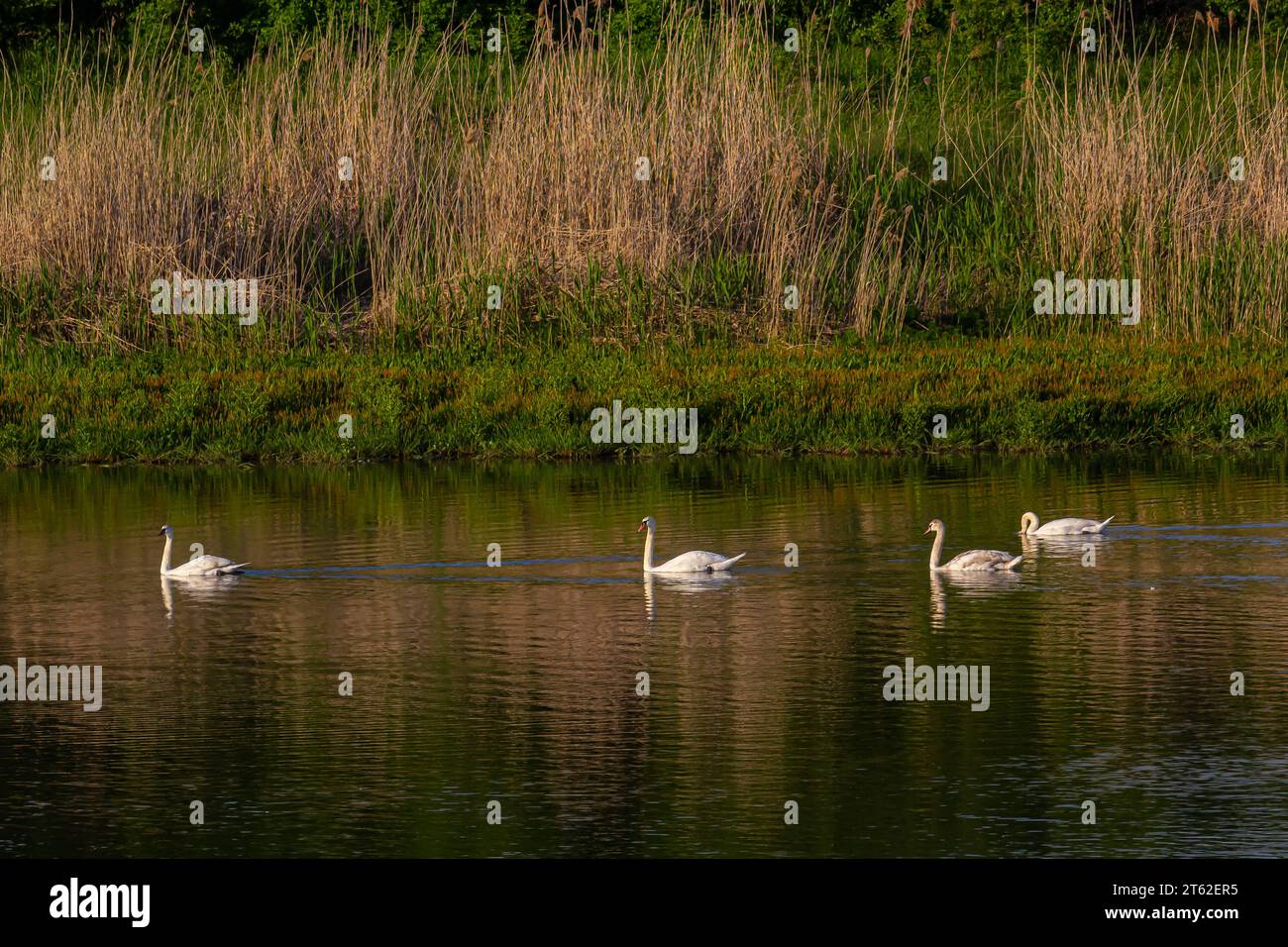 Der stumme Schwan Cygnus Color auf dem Wasser eines kleinen Flusses. Ein wunderschöner weißer Vogel. Stockfoto