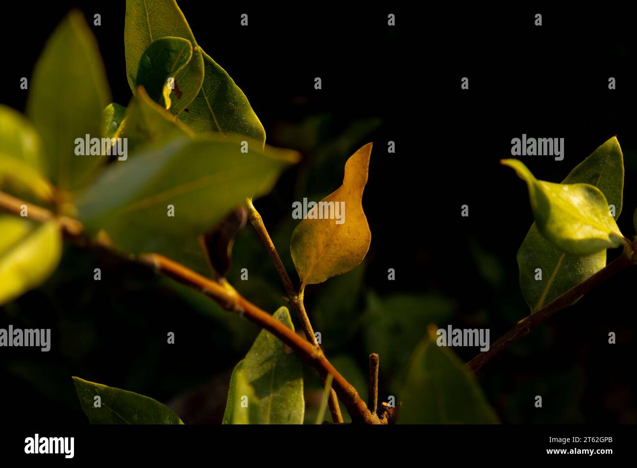 Der Mangrove Strand von Sharjah Stockfoto