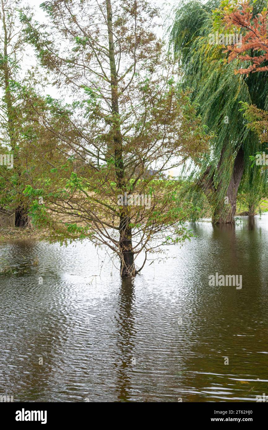 Bäume werden von Wasser überschwemmt Stockfoto