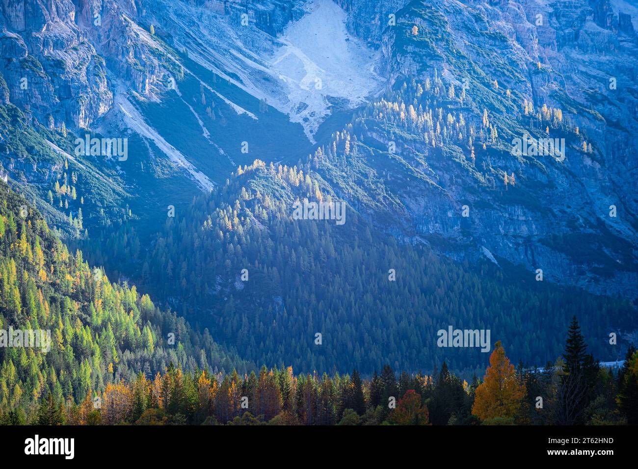 Lärchen auf einem Berghang in den Dolomiten werden von der Sonne beleuchtet Stockfoto