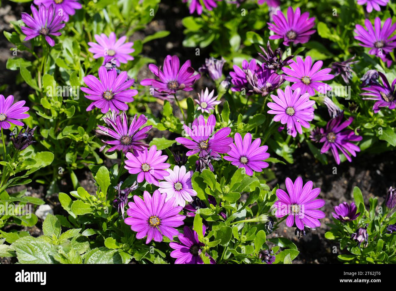 Cape Gänseblümchen Blumen. Blühende Pflanze in Nahaufnahme. Asteraceae. Osteospermum. Stockfoto