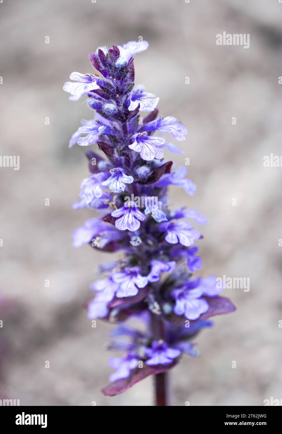 Lila Blüten des blauen Bugels. Blühende Pflanze in Nahaufnahme. Ajuga reptans. Bugleherb, Bugleweed, Teppichweed, Teppichweed. Stockfoto