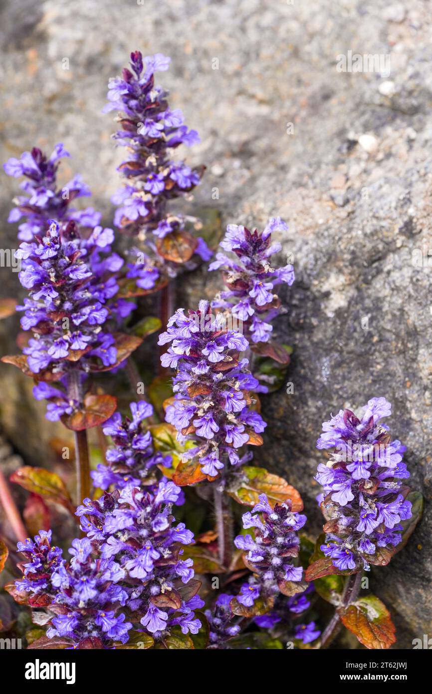 Lila Blüten des blauen Bugels. Blühende Pflanze in Nahaufnahme. Ajuga reptans. Bugleherb, Bugleweed, Teppichweed, Teppichweed. Stockfoto