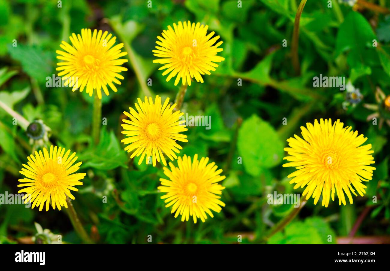 Gelbe Löwenzahnblüten aus nächster Nähe auf einer grünen Wiese. Stockfoto