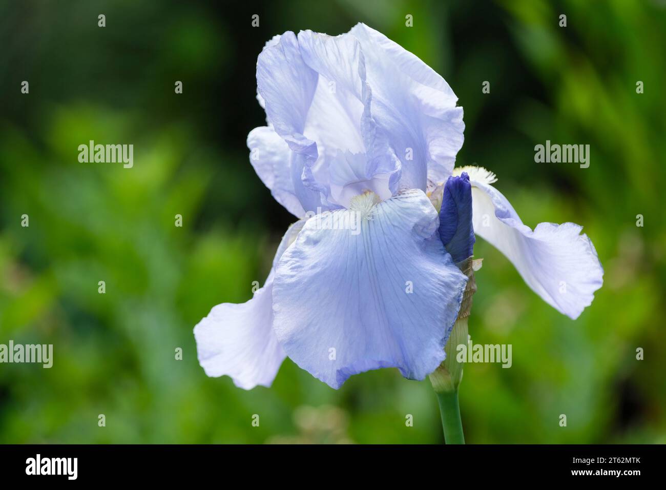 Iris Jane Phillips, bärtige Iris, azurblau mit weißen Bärten Stockfoto