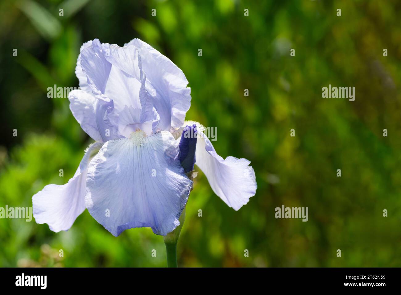 Iris Jane Phillips, bärtige Iris, azurblau mit weißen Bärten Stockfoto