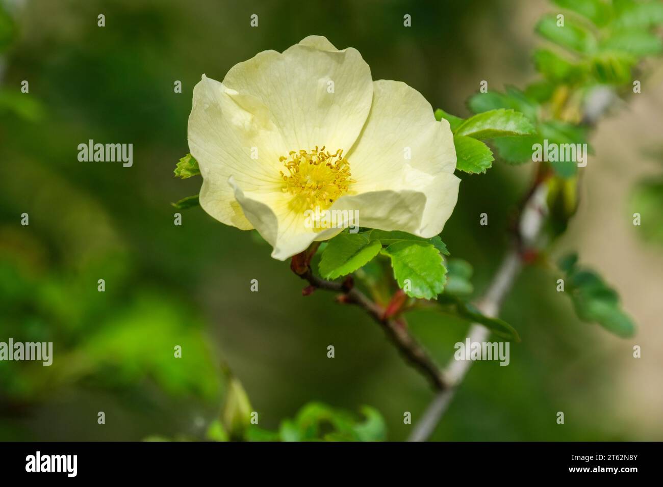 Rosa x cantabrigiensis, Rose cantabrigiensis, Strauchrose, blassgelb, einzelne Blume Stockfoto